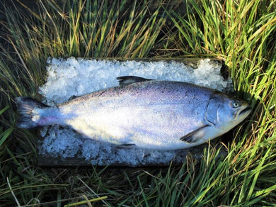 Fresh whole chinook salmon